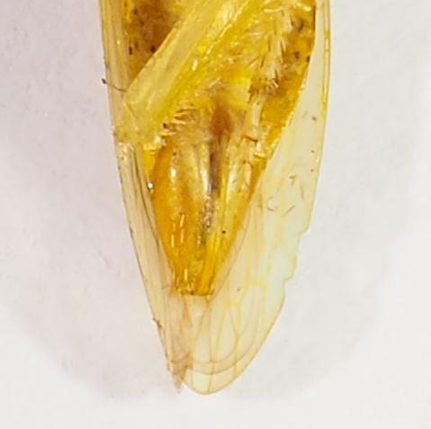 Iassinae